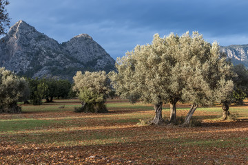 olive grove on the island of Mallorca