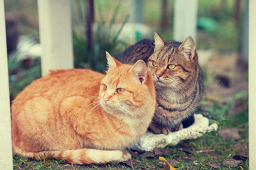 Two cats sitting outdoors