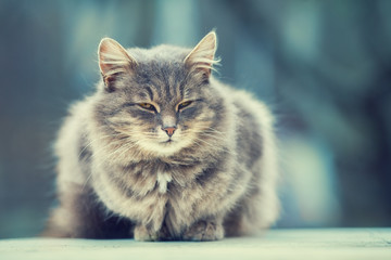 Cute siberian cat relaxing outdoors in winter