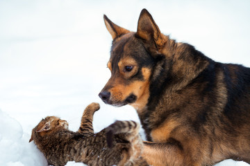 Big dog playing with kitten on the snow