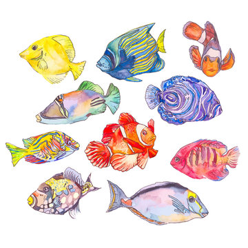 Set of tropical fishes.