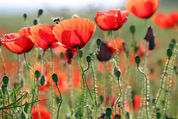 bee and poppies flower spring season