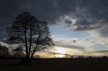 Fototapeta premium Duże drzewo, zachód słońca