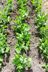 pea sprouts on the ground