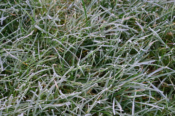 Frosty grass on a winters morning in the UK in February