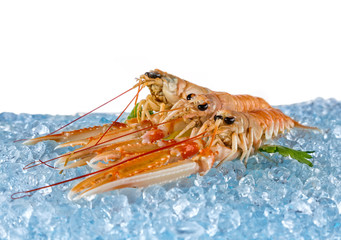 Fresh lobsters isolated on white background