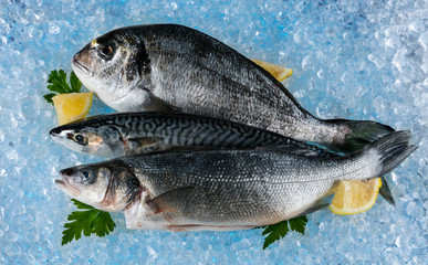 Fish placed on ice drift