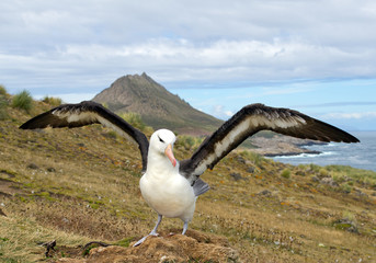 Black browed albatross with open wings on nest, with mountain and sea bay in background, South Georgia Island, Antarctica