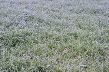 Frosty grass on a winters morning in the UK in February