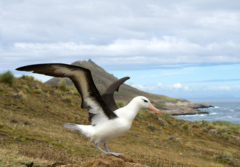 Black browed albatross with open wings on nest, with mountain and sea bay in background, South Georgia Island, Antarctica