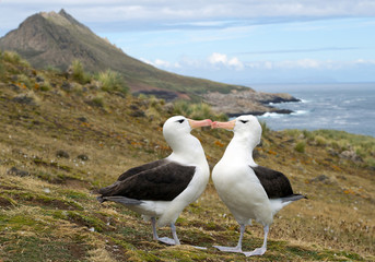 Pair of black browed albatrosses on nest, ready to mate, cleaning feathers each to other, landscape background, South Georgia Island, Antarctica