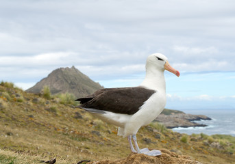 Black browed albatross standing close to nest, with sea bay and cliffs in background, South Georgia Island, Antarctica