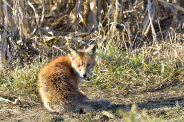 red fox standing in the field ( Vulpes )