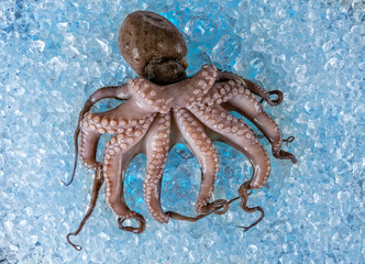 Fresh octopus on ice drift © Jag_cz