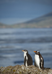 Gentoo penguin and chick standing on the rock, with clean background, South Georgia Island, Antarctica