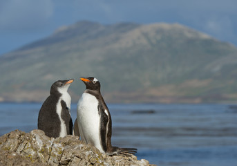 Gentoo penguin and chick standing on the rock, with ocean and hill in background, South Georgia Island, Antarctica
