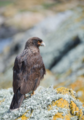 Chimango sitting on the rock with clean background, South Georgia Islands, Antarctica