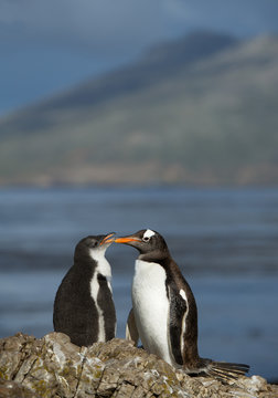 Gentoo penguin and chick standing on the rock, with ocean and hill in background, South Georgia Island, Antarctica
