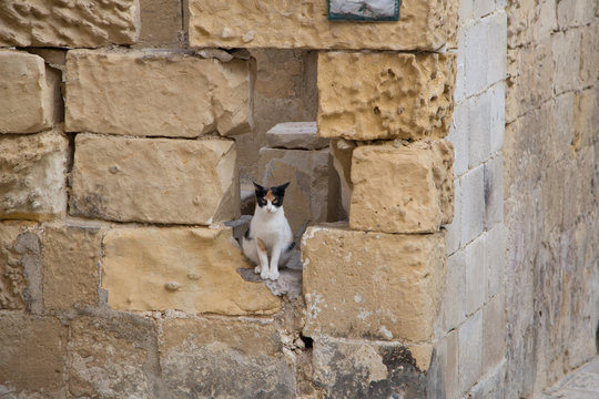 Gl&uuml;ckskatze auf Malta