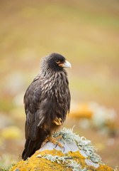 Chimango sitting on the rock with clean background, South Georgia Islands, Antarctica
