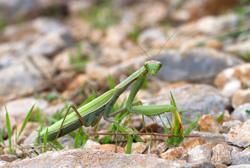 European Mantis (a.k.a. Praying Mantis, Mantis religiosa) in the wild in Croatia