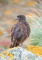 Chimango sitting on the rock with clean colorful background, South Georgia Islands, Antarctica