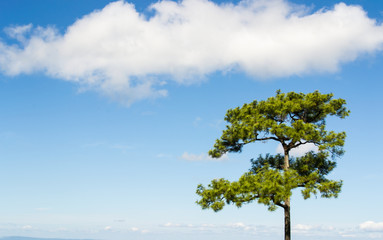 lonely tree with the sky.