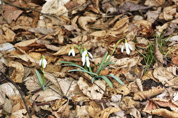 Snowdrops (Galanthus nivalis) in a floodplain forest