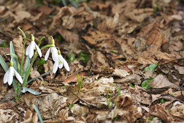 Snowdrops (Galanthus nivalis) in a floodplain forest