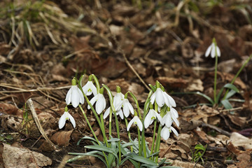 Snowdrops (Galanthus nivalis) in a floodplain forest