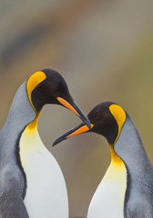Pair of king penguins, together, cleaning feathers, portrait with clean background, South Georgia Island, Antarctica