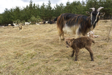Goat with kid