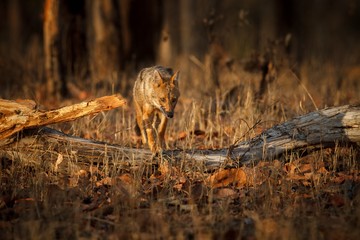 golden jackal / Beautiful golden jackal in nice sof light from Pench tiger reserve in India