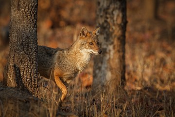 golden jackal / Beautiful golden jackal in nice sof light from Pench tiger reserve in India - obrazy, fototapety, plakaty