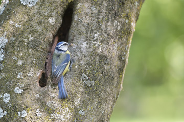 blue tit on branch in spring (parus caeruleus)