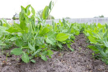 peas growing