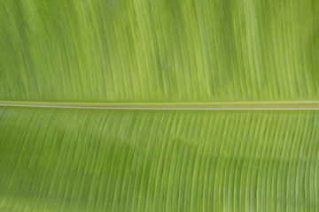 Closeup of green banana leaf texture