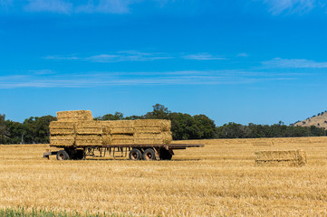 Fototapeta premium Agriculture scene. Farmers trailer loaded with hay bales on a fi
