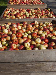 many apples in wooden boxes