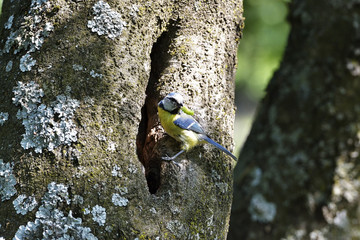 blue tit on branch in spring (parus caeruleus)