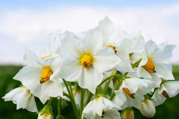 Fototapeta na wymiar White potato flower.