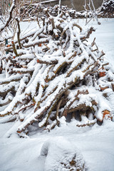 зимний этюд