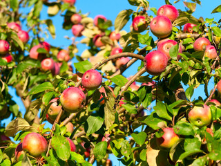 A branch with red apples