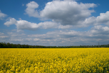 Obraz premium Rapsfeld mit blauem Himmel