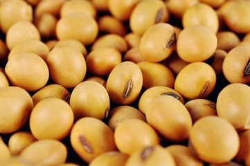 Beans isolated on white background