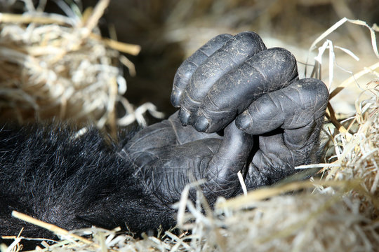 Hand of a chimpanzee