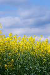 Fototapeta premium Rapsfeld mit blauem Himmel