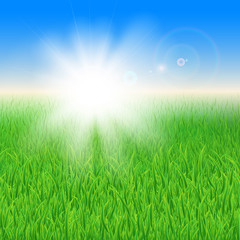 Fototapeta na wymiar Green grass under the sun