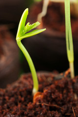 Green growing out of soil