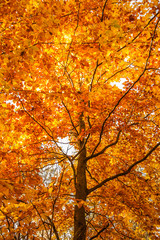 Beautiful autumn tree.